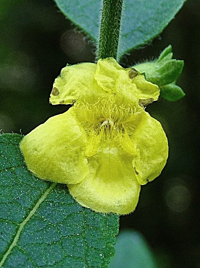 {Dasistoma macrophyllum}